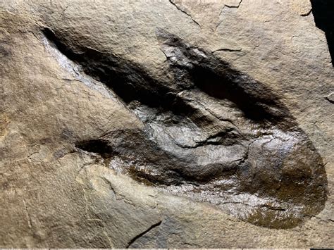 dinosaur footprint fossil for sale